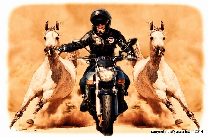 paty horse