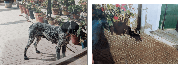 perro gato