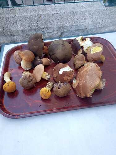 IMG-20230920-WA0006
