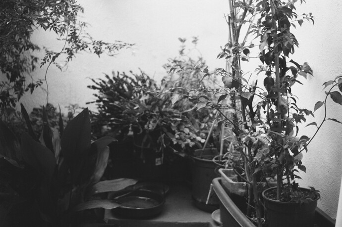4624 - 2024.10.21 - Oscar Puerto Carrillo - Ilford FP4-3