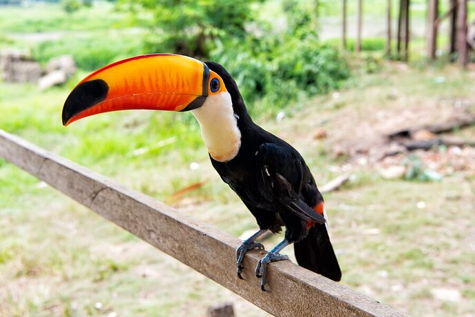 tucan-ramphastos-toco-pico-naranja-sentado-palo-madera-al-aire-libre-dia-soleado_474717-2885