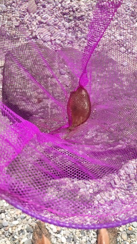 IMG_20230730_115447_BURST1