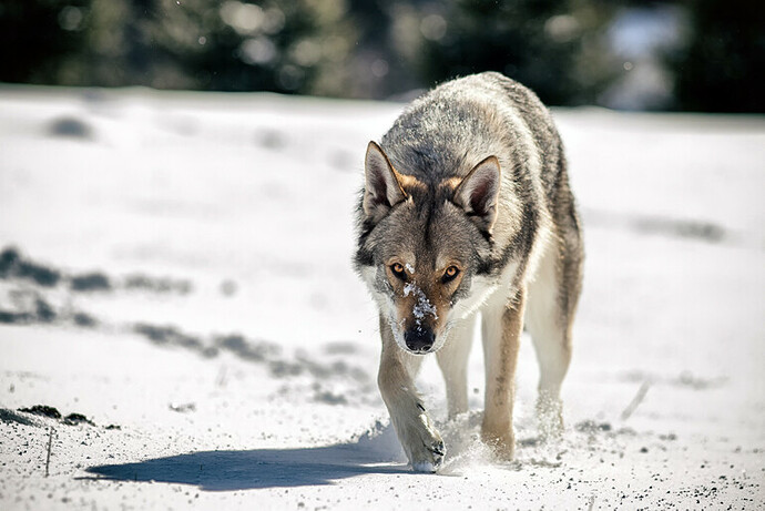 perro-lobo-checoslovaco-en-la-nieve