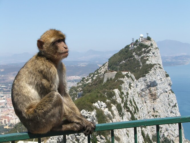 Mono-en-Gibraltar