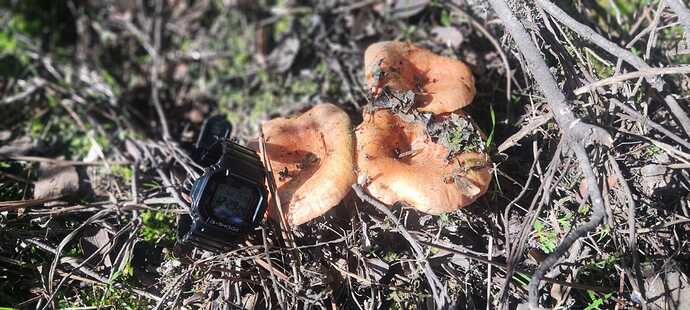 IMG-20231119-WA0013