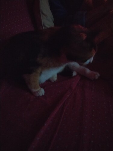 17040537992333767017044546353666