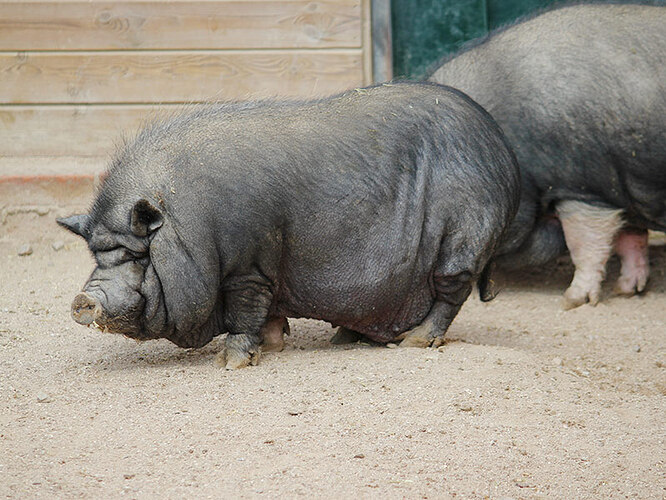 Cerdo-vietnamita-Animales-Faunia-5