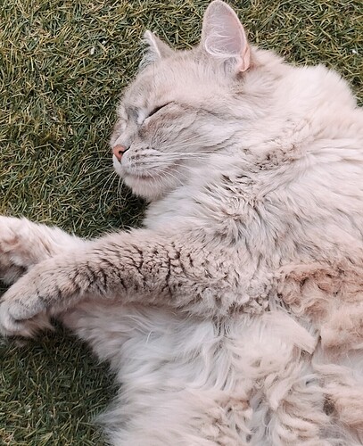 Screenshot_2024-12-19-21-18-17-40_99c04817c0de5652397fc8b56c3b3817