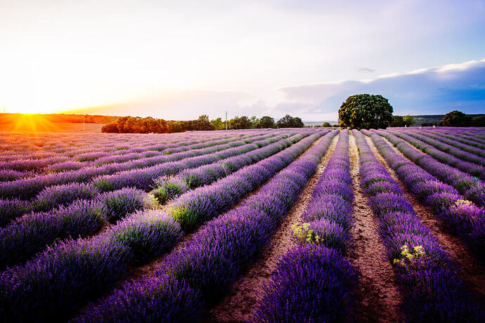 campo-lavanda-brihuega-3223792123