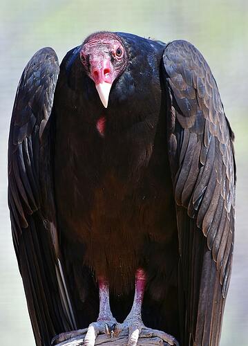 primer-plano-buitre-turquia-cabeza-rosada_181624-14808