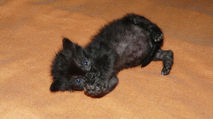 Mandarina y Sandia (13)