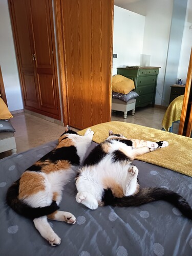 1000015966