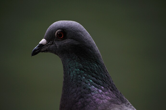 7258404412_e6b127ed92_o