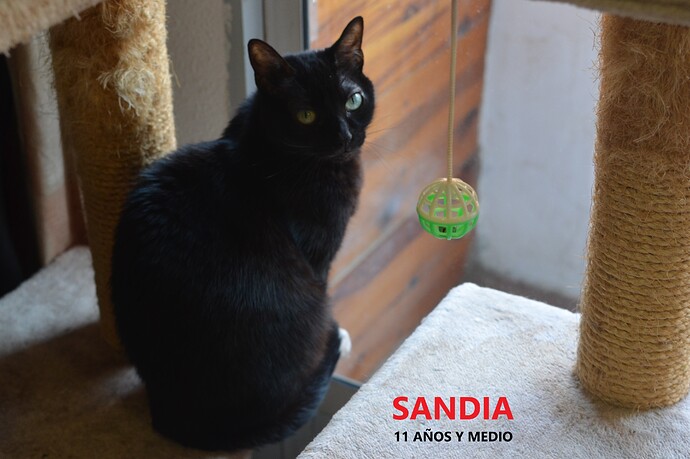 Sandia 11 años y medio (3)
