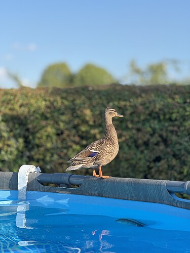 IMG_4533