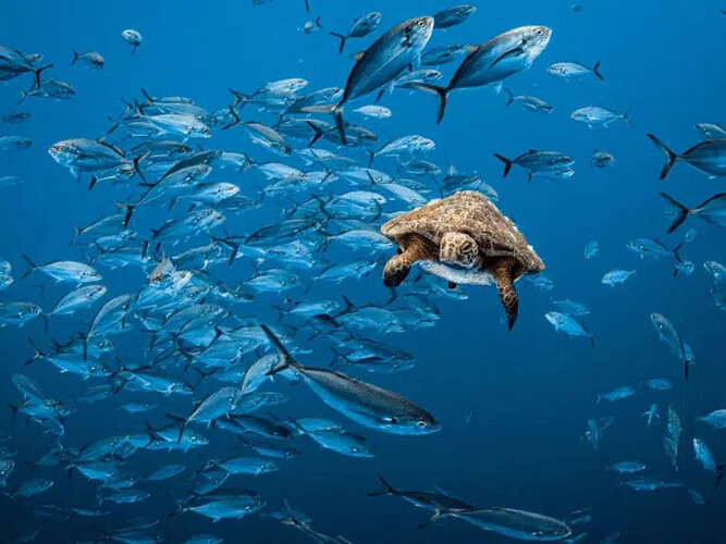 sueño buceo