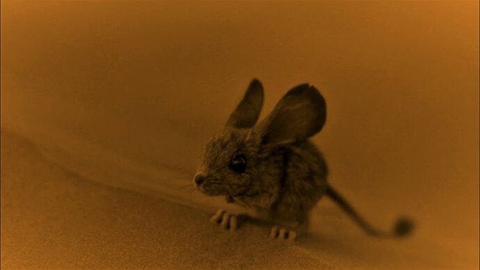 dune raton