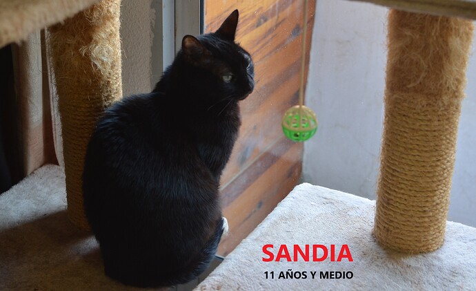 Sandia 11 años y medio (2)
