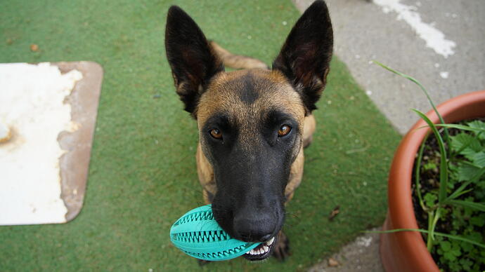 PELOTA