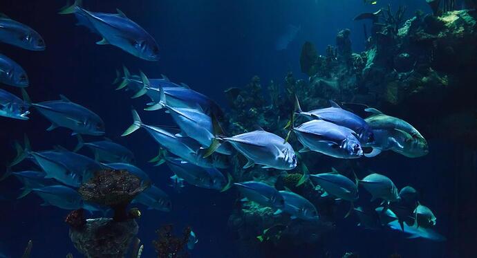 peces
