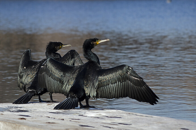 cormoranes-5_8349626579_o