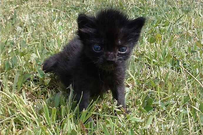 Mandarina y Sandia (15)