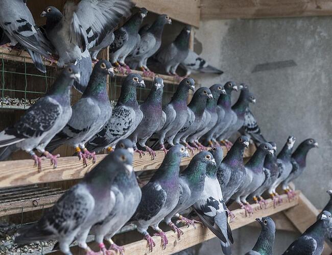 Palomas