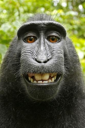 tengo_monos_en_la_cara