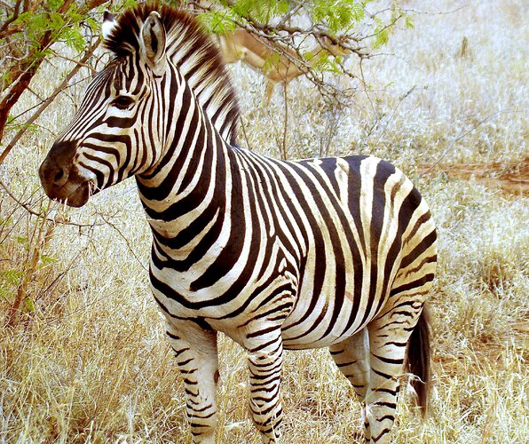 Beautiful_Zebra_in_South_Africa