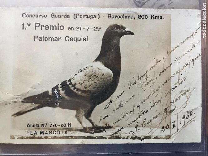 colombofilia premio