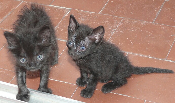 Mandarina y Sandia (31)