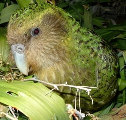 Kakapo