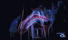 D2IRYdj