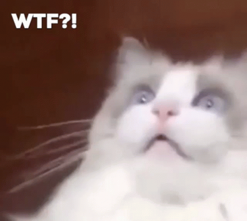 wtf-wtf-cat-1342175617