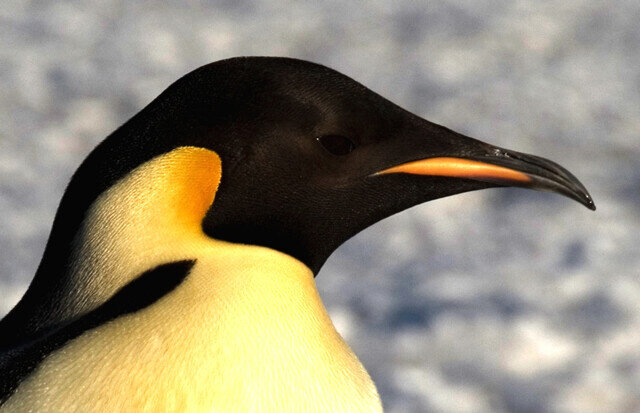 Pinguino_emperador_wiki
