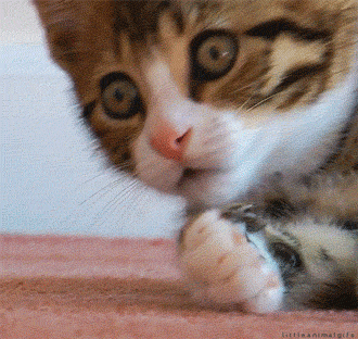 gato sorprendido 2