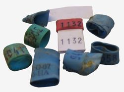 rubber_race_rings