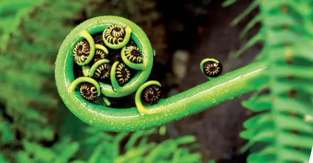 Koru, New Zealand Mehr2