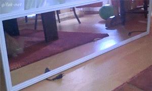 tumblr_ntg4oyQXr01qigfjto1_400