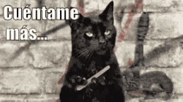 cat-salem