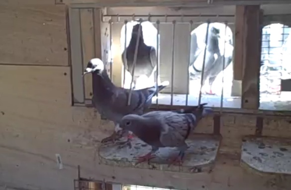 trapping-racing-pigeons