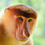 Jaru