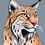 Lynx