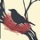 Mockingbird
